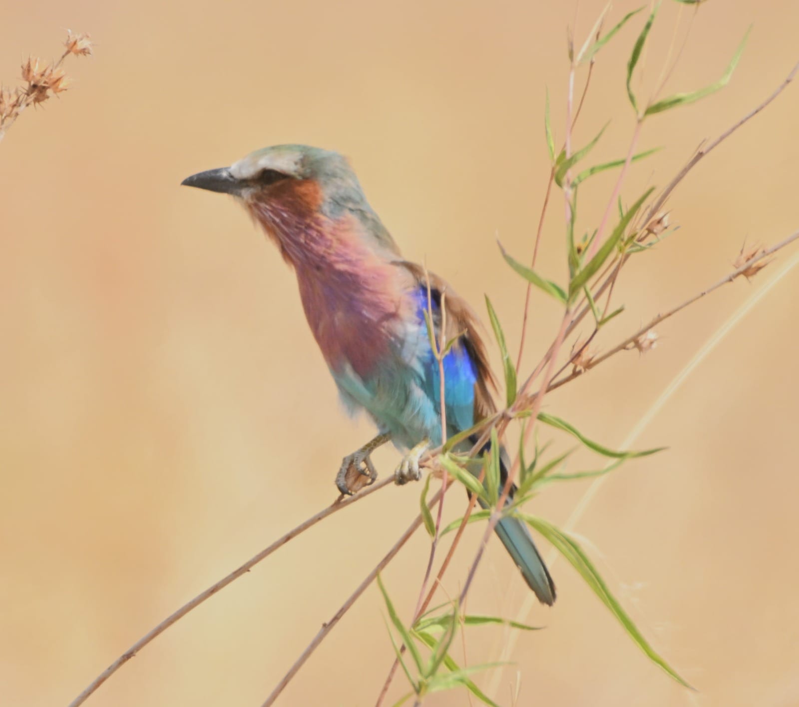 Tanzania 2 Days Bird Watching Safari